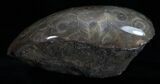 Polished Fossil Coral Head - Morocco #10394-2